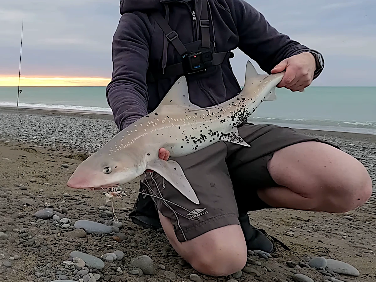 Early morning rig shark