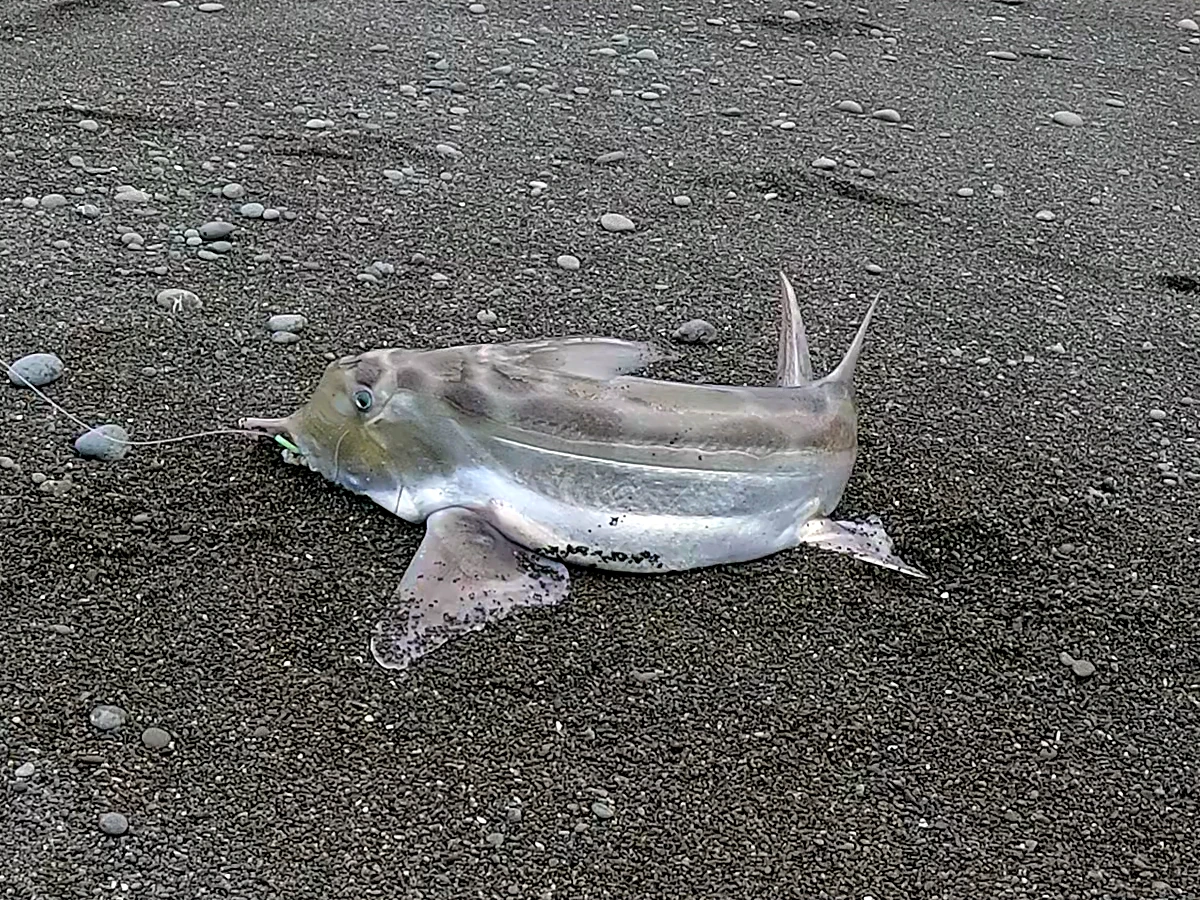 Dave's elephant fish