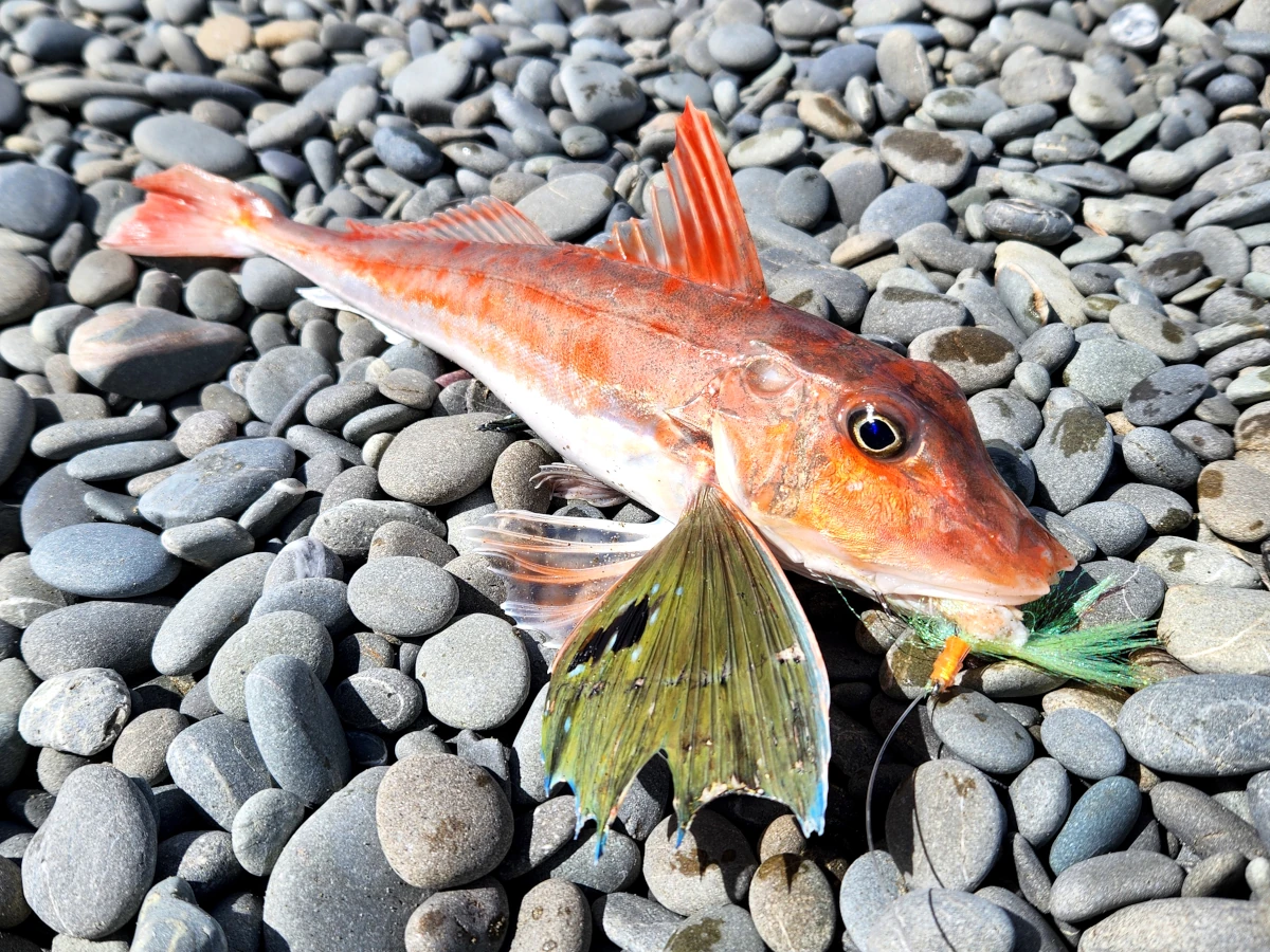 Second gurnard