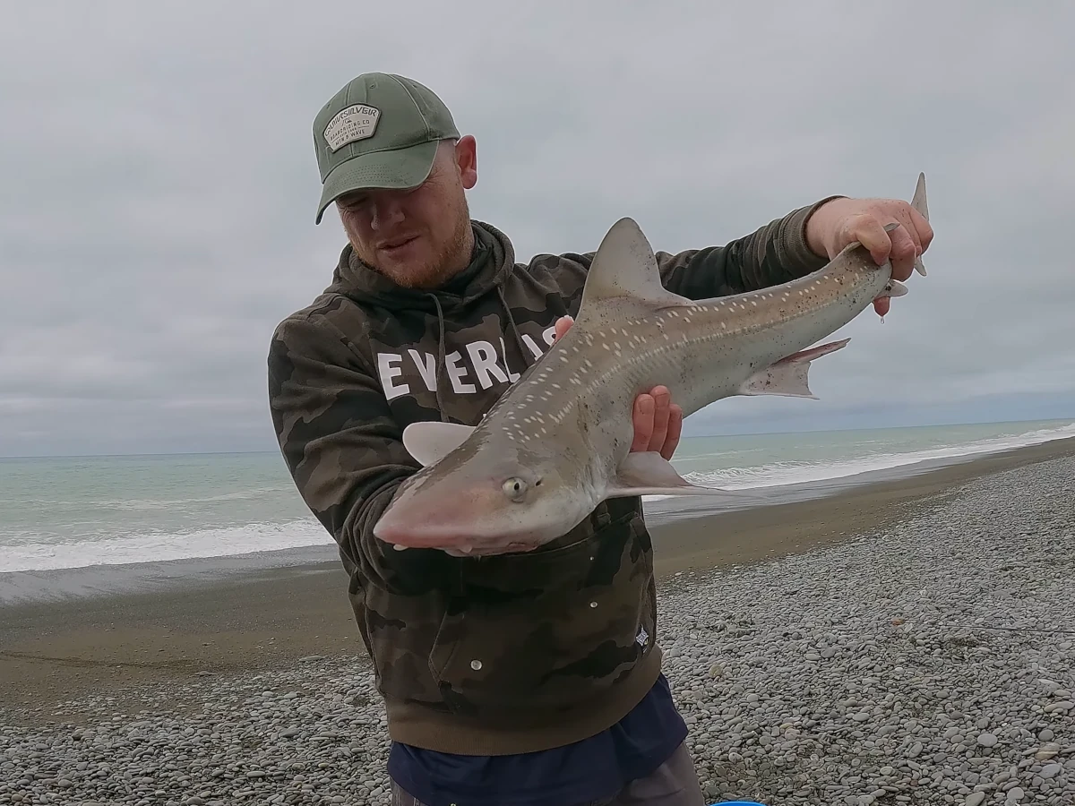 Rig shark landed by Dave