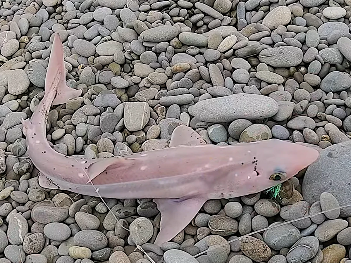 Spiny dogfish bycatch