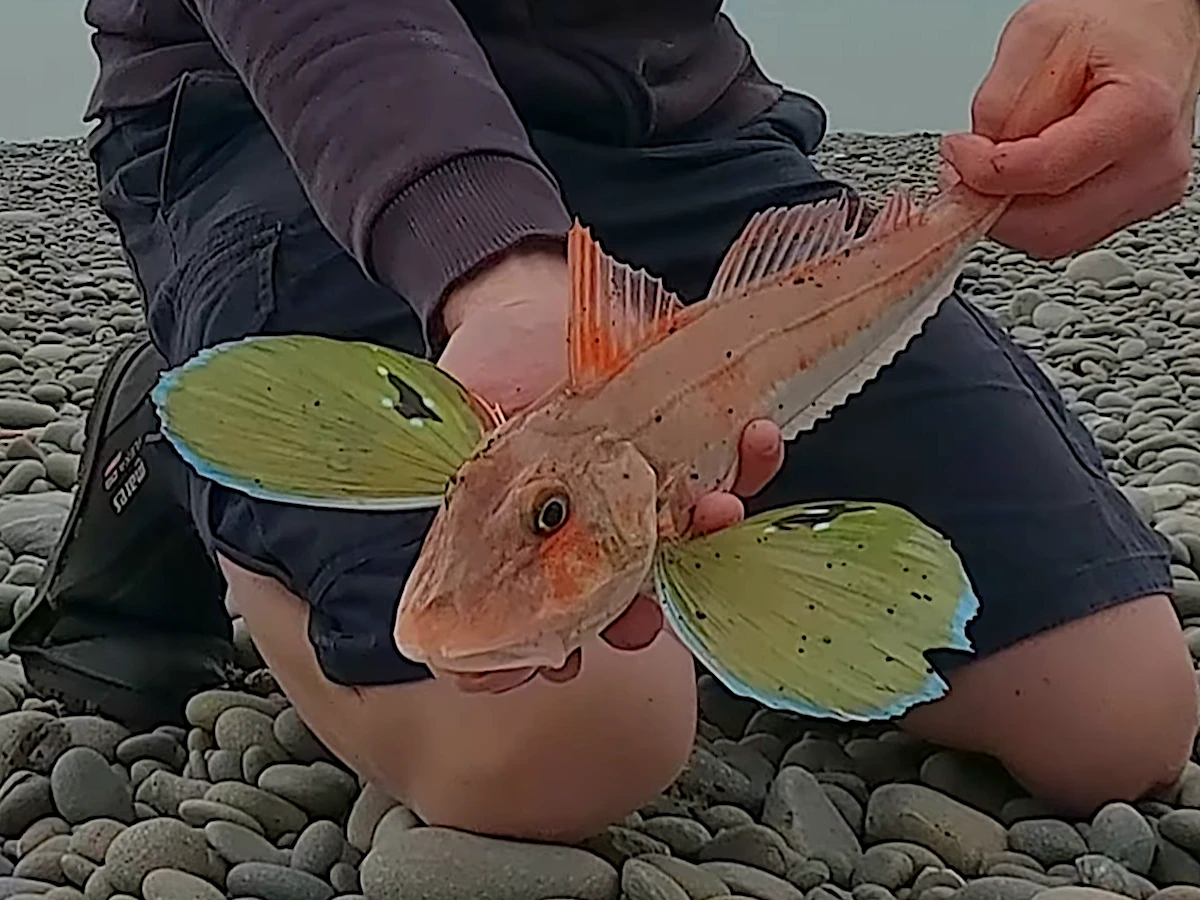 Early morning gurnard