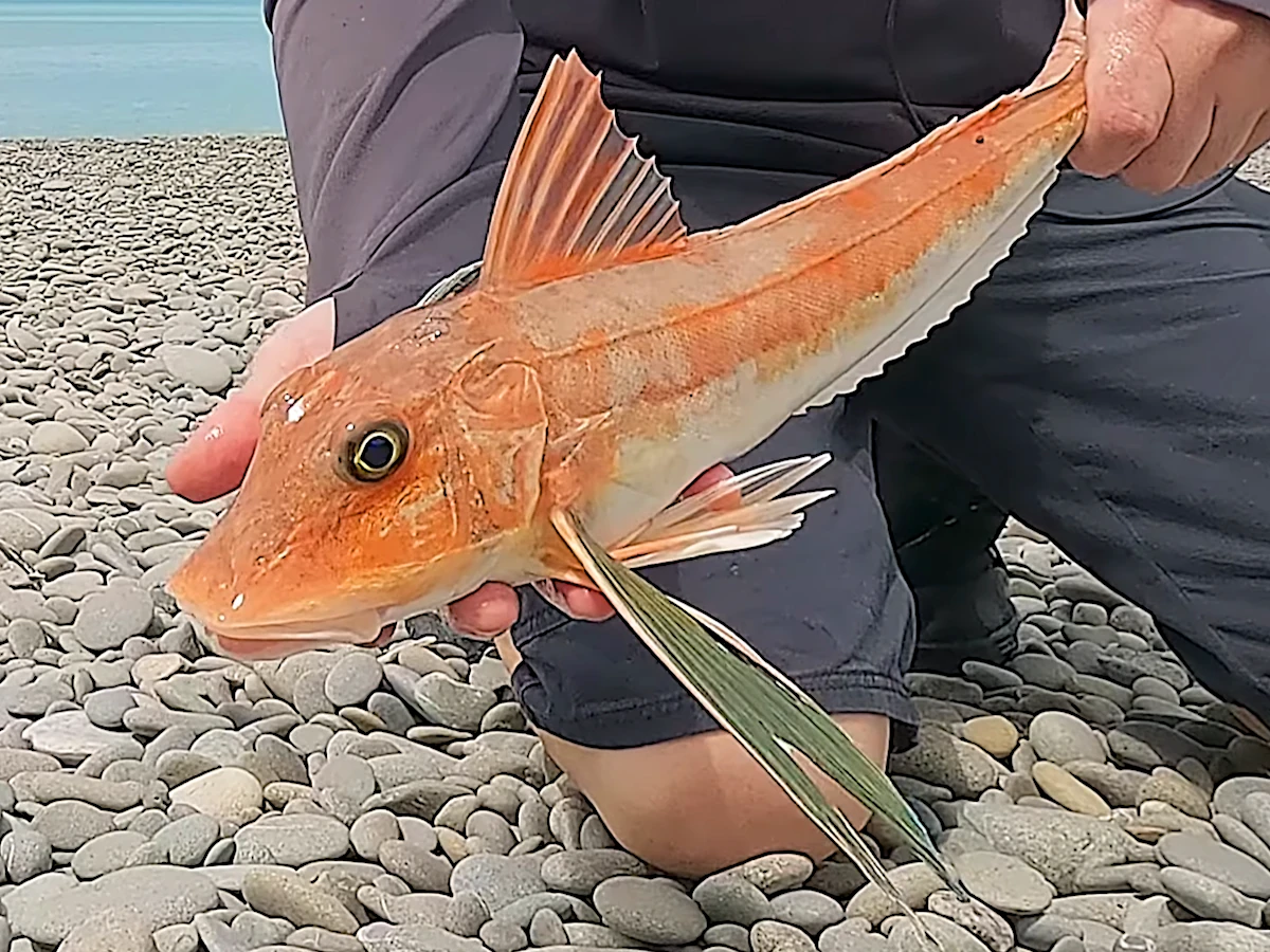 Fourth gurnard