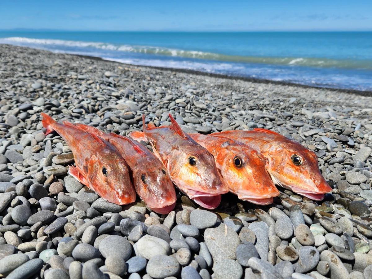 Gurnard catch