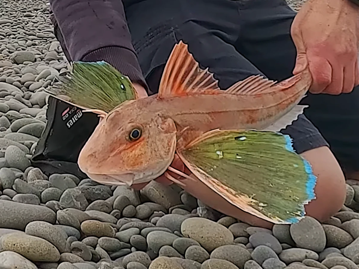Third gurnard of the morning
