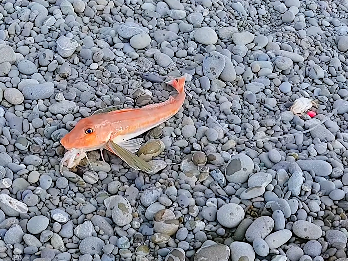 Early morning gurnard