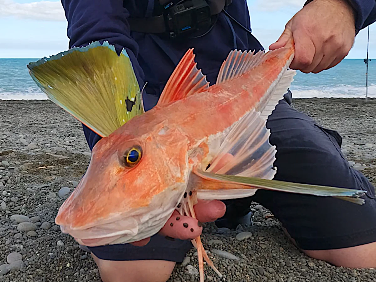 Biggest gurnard