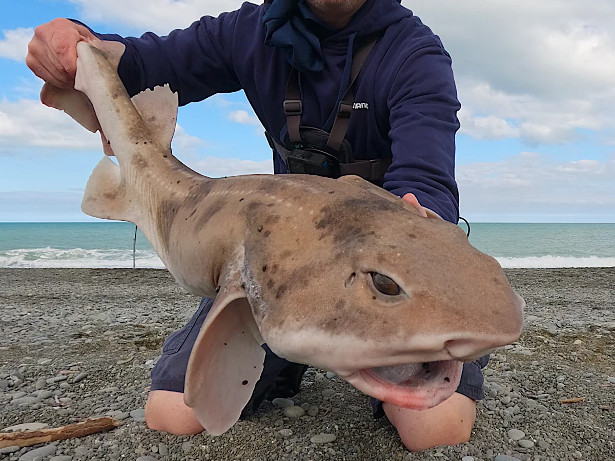 Carpet shark
