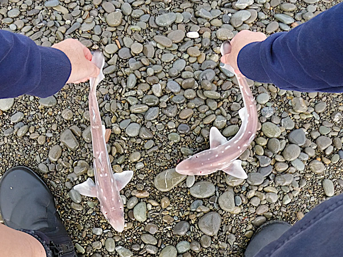 Dogfish double
