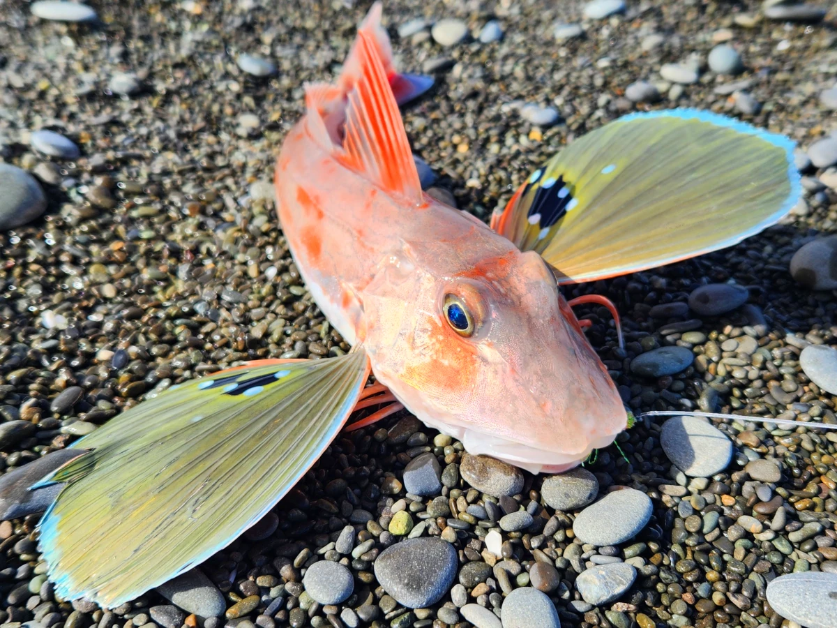 First gurnard