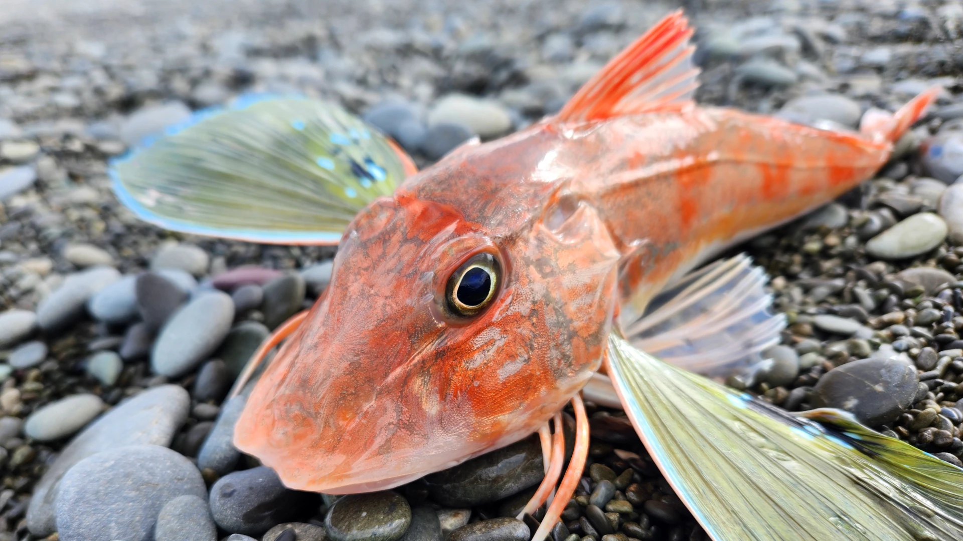 Action-Packed Surfcasting Session, Catch and Cook with Gurnard, School Shark and Dogfish