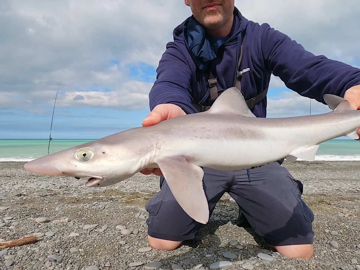 School shark