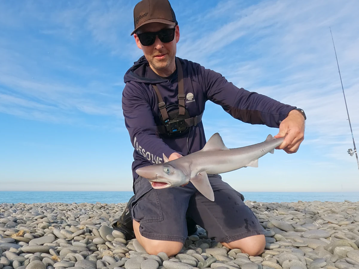 School Shark