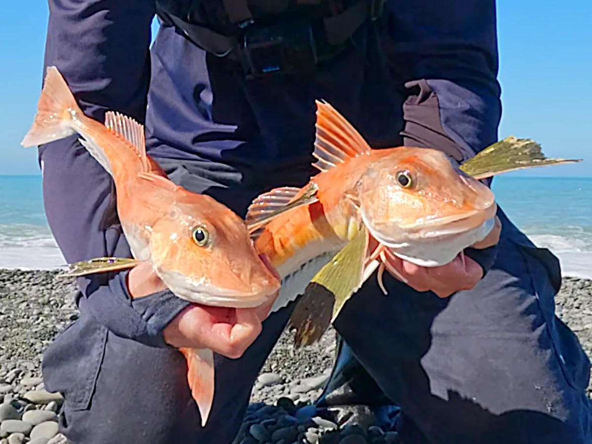 Double gurnard