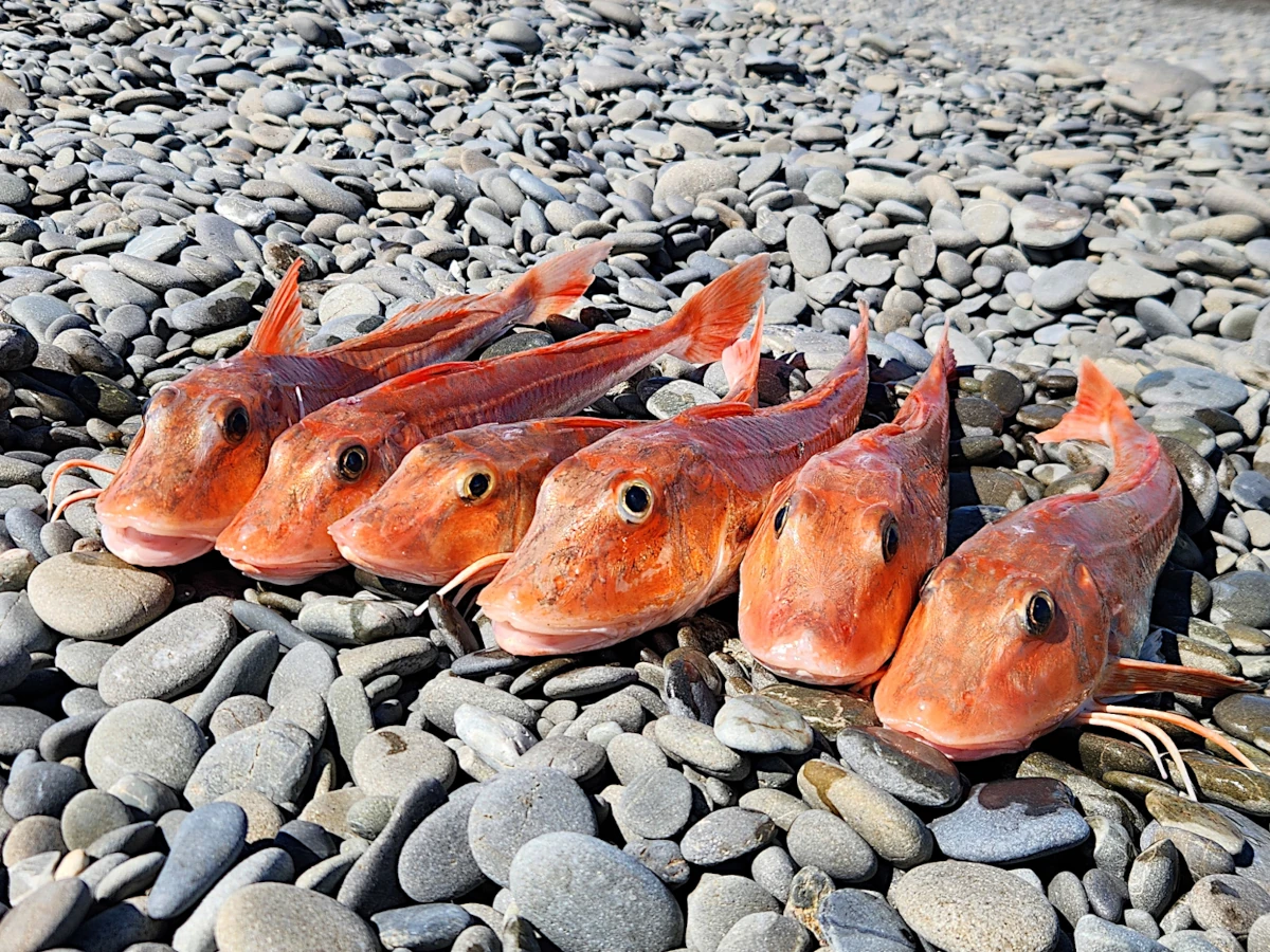 Gurnard catch