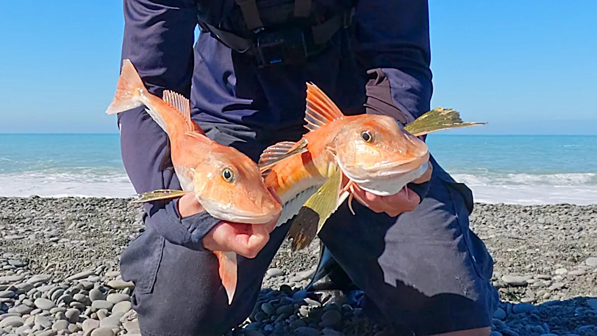Gurnard on the Bite, Catch and Cook with Hot Smoked Kahawai and Roe