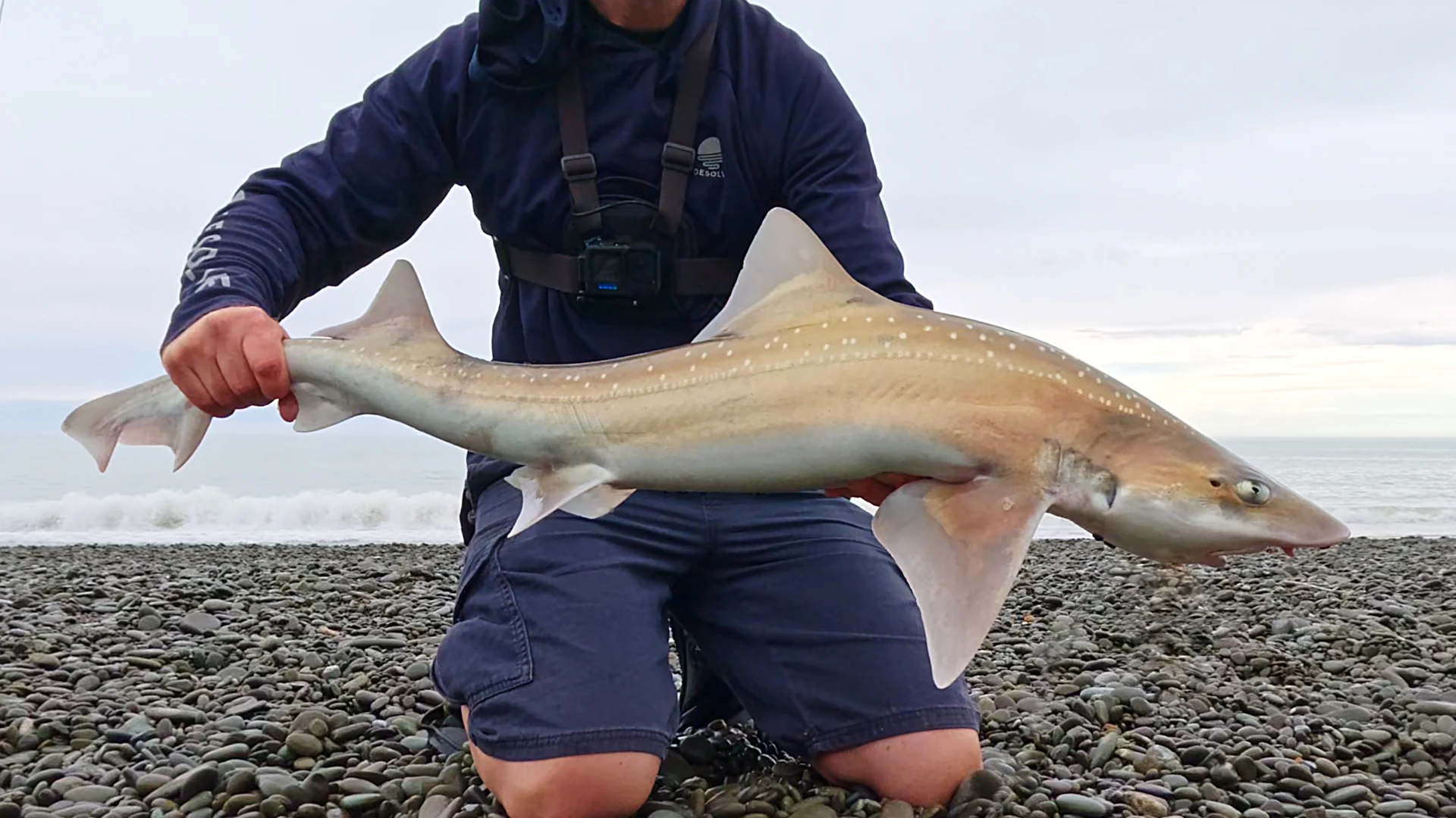 Rig Shark Catch & Cook