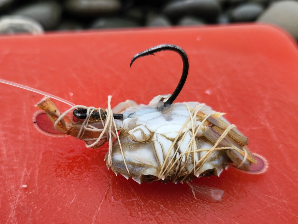 Paddle crab bait