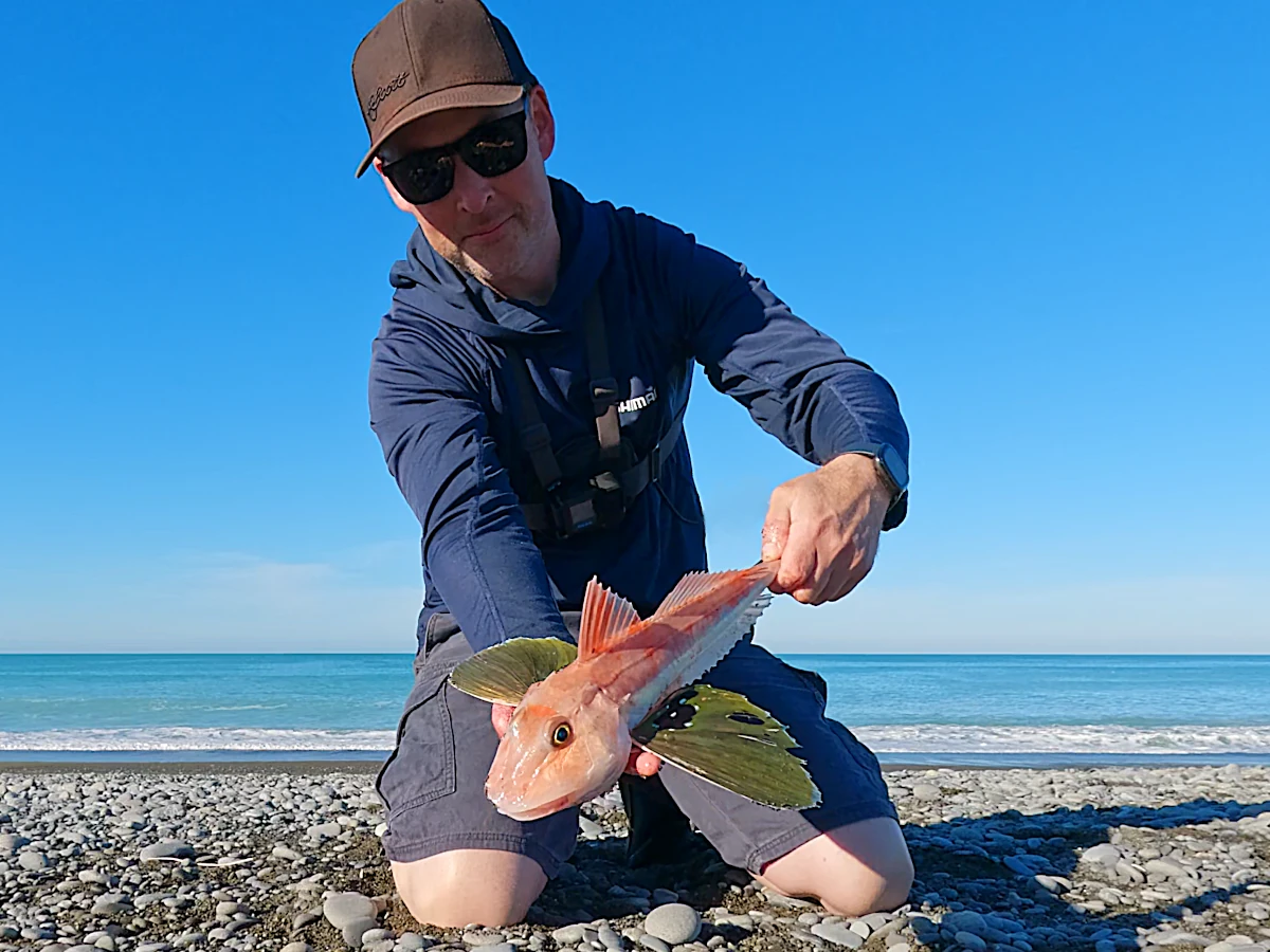 Gurnard caught surfcasting in Canterbury