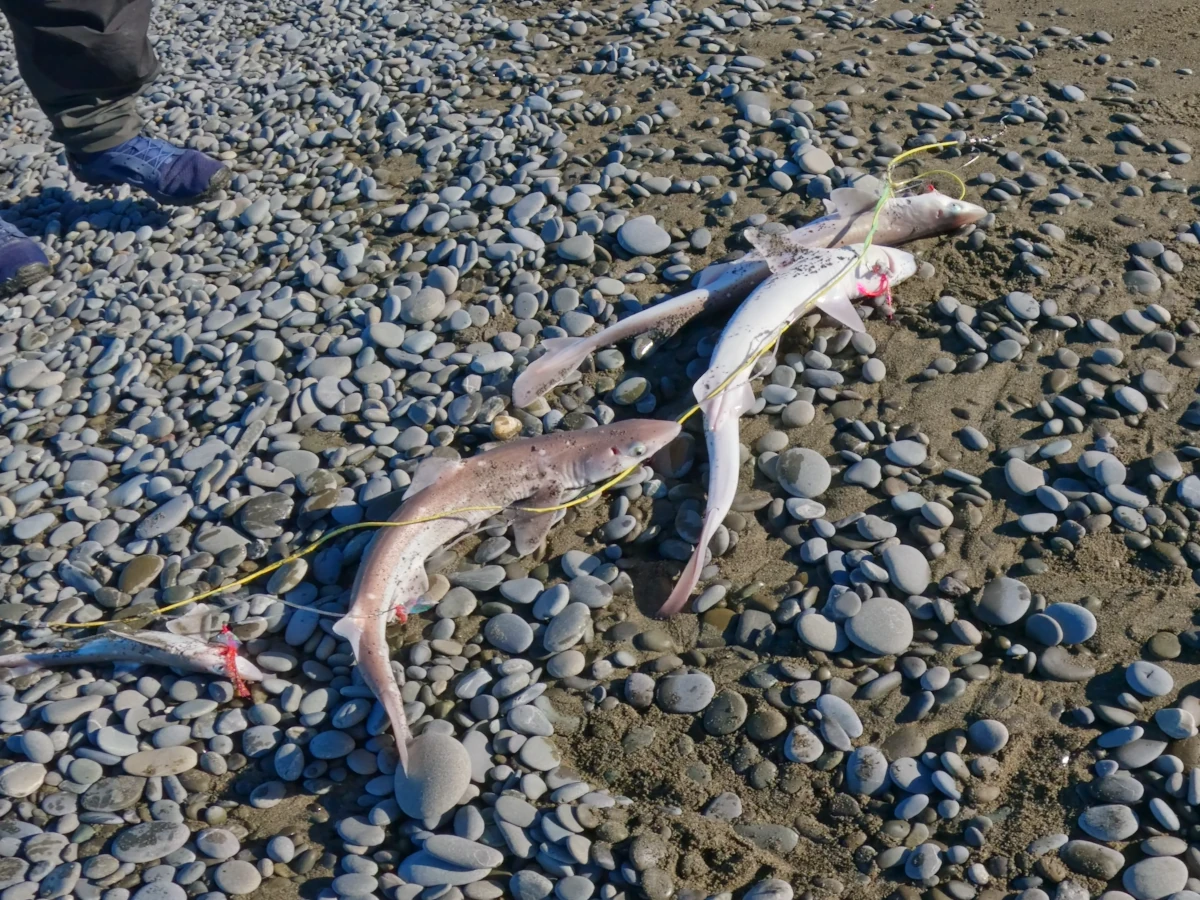 Multiple dogfish catch