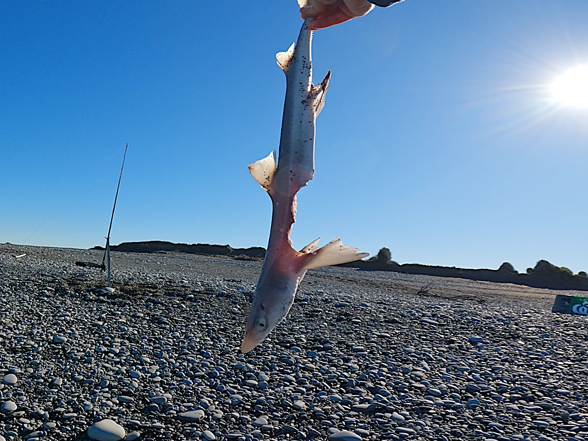 Dogfish with shark bite