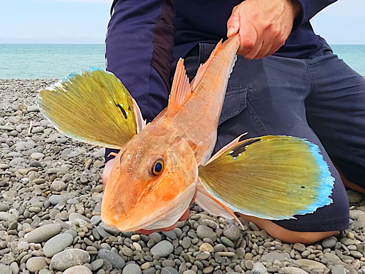 Gurnard