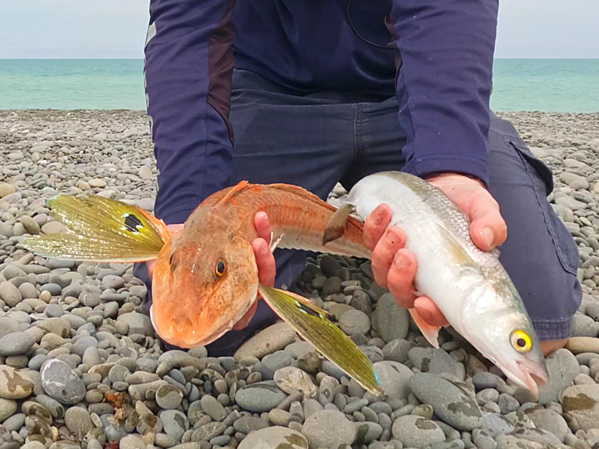 Gurnard Yellow-eyed Mullet