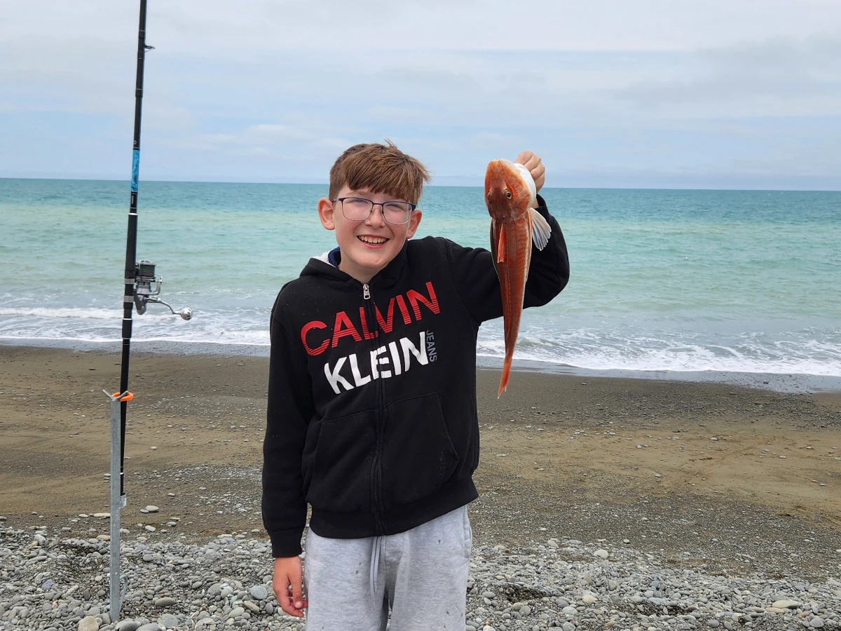 Harry Gurnard