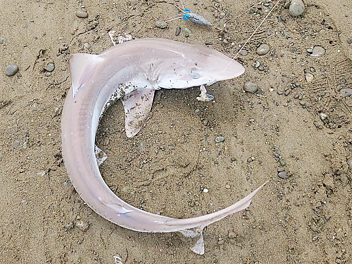 School shark