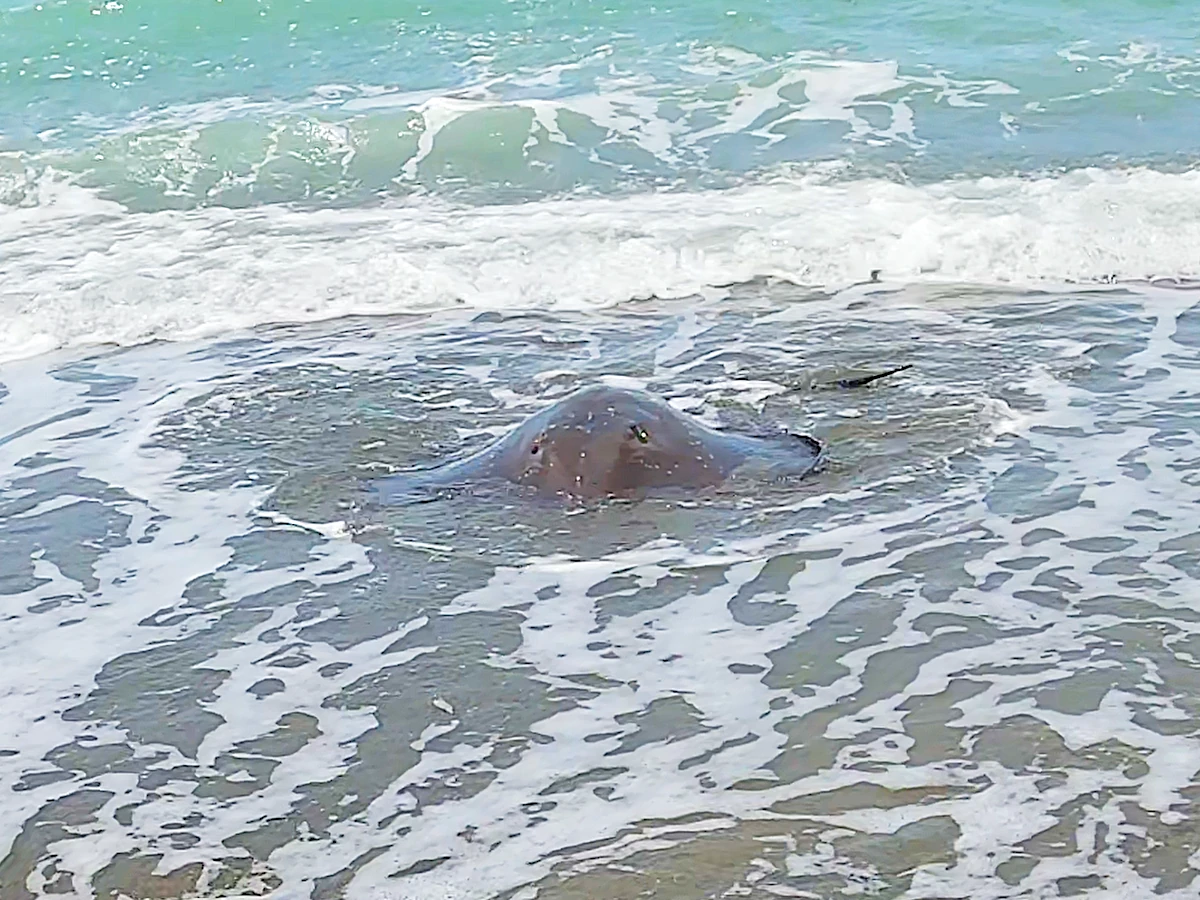Short-tailed stingray