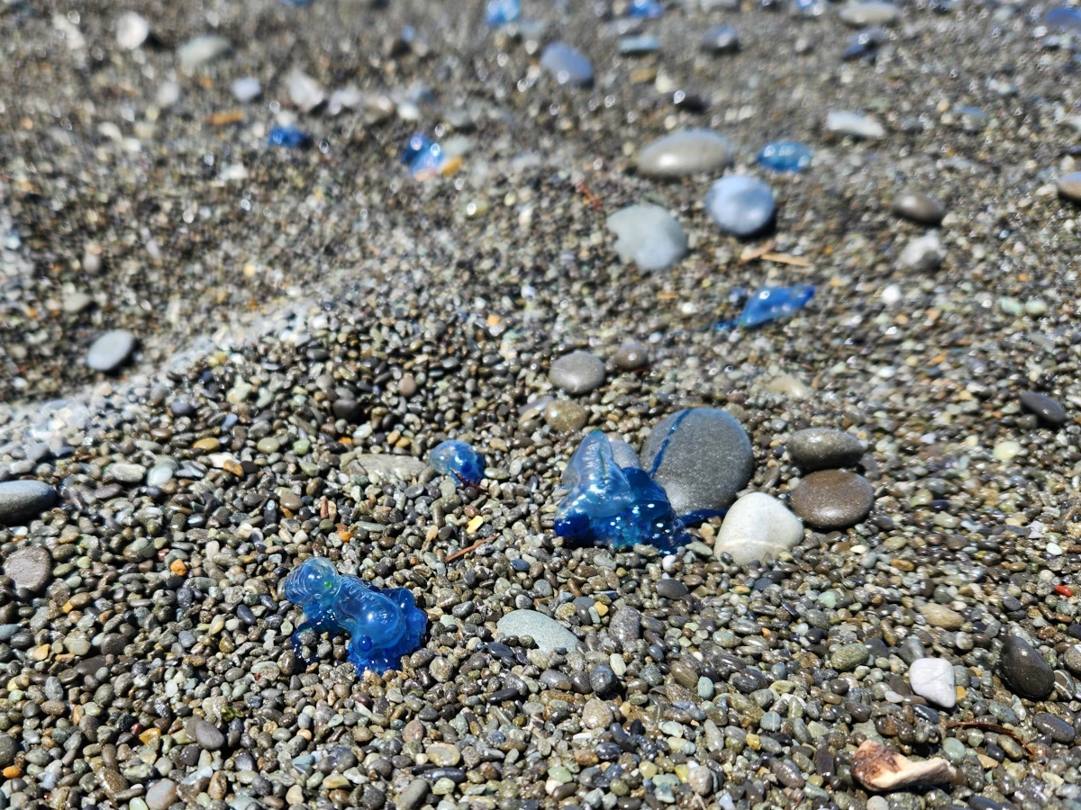 Bluebottles